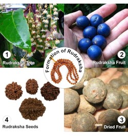 Authentic Rudraksh Mala-5face- Genuine Himalayan Rudraksha Seeds Religious Ornament Rosary Japa Mala Necklace Prayer Mala Hea...