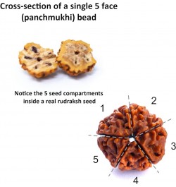 Authentic Rudraksh Mala-5face- Genuine Himalayan Rudraksha Seeds Religious Ornament Rosary Japa Mala Necklace Prayer Mala Hea...